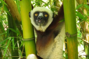 Crested indri - nevjerojatna tropska primata Crested indri - nevjerojatna tropska primata